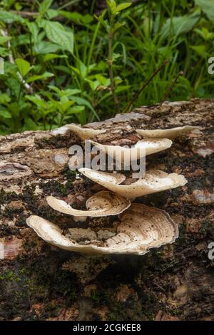 Ein großer Putenschwanzpilz, Gattung Trameten, wächst auf einem verfaulenden Baumstamm im feuchten Regenwald des Manuel Antonio National Park in Costa Rica. Stockfoto