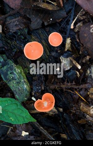 Winzige rote Tasse oder Champignons im Blattstreu auf dem Boden des Regenwaldes in Panama. Stockfoto