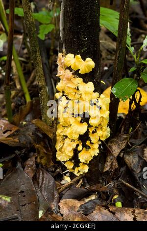 Bunte gelbe Polyporen oder Regalpilze auf einem Baumstamm in den Regenwäldern von Panama. Pilze sind eines der wichtigsten Mittel zum Abbau von Decayin Stockfoto