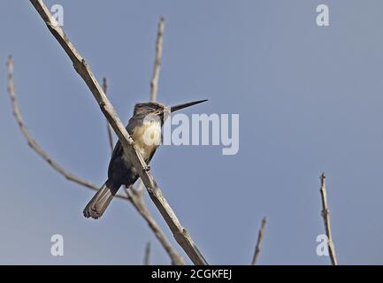 Dreibeiniger Jacamar (Jacamaralcyon tridactyla) Erwachsener auf toten Zweig Atlantischen Regenwald, Brasilien thront Juni Stockfoto