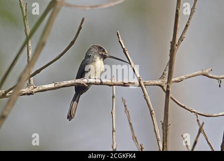 Dreibeiniger Jacamar (Jacamaralcyon tridactyla) Erwachsener auf toten Zweig Atlantischen Regenwald, Brasilien thront Juni Stockfoto