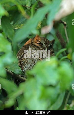 Tropischer Schnecken-Eule (Megascops choliba ducessatus) Erwachsener in dichter Vegetation Atlantischer Regenwald, Brasilien Juni Stockfoto