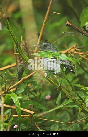 Variabler Antshrike (Thamnophilus caerulescens caerulescens) erwachsenes Männchen auf dem Zweig REGUA, Atlantischer Regenwald, Brasilien Juli Stockfoto