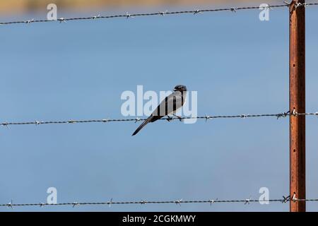 Ein schwarzer Sperling, der auf Stacheldraht auf einem Zaun sitzt In der Sonne mit einem blauen Wasser im Hintergrund Stockfoto