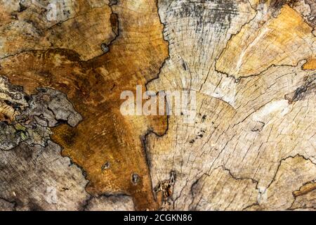 Ein Muster auf einem Schnittholz zeigt natürliche medulläre Strahlen in einem Baumstamm und interessante abstrakte [Muster in der Natur. Stockfoto