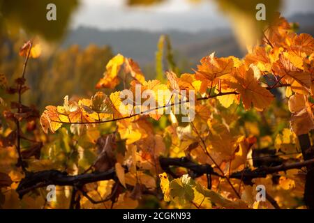 Herbstblätter von Trauben im hellen Sonnenlicht. Schöne Herbst natürlichen Hintergrund. Weichfokus. Atmosphärische Solaraufnahme einer Weinrebe. Stockfoto