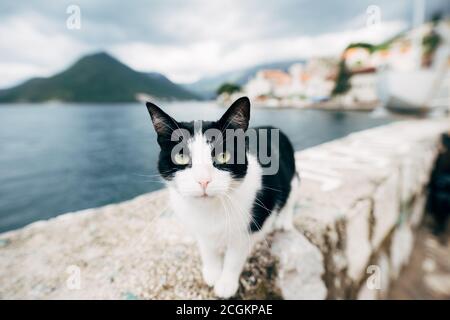 Nahaufnahme einer schwarz-weißen Katze an einem hohen Rand vor einem verschwommenen Hintergrund von Bergen, Wasser und Häusern. Stockfoto