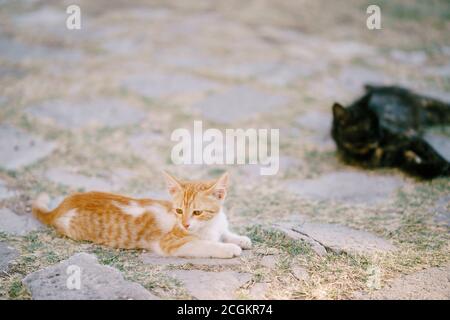 Eine Ingwerkatze und eine schwarze Katze ruhen auf dem mit Gras bewachsenen Asphalt. Stockfoto