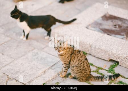 Zwei Katzen auf dem Asphalt in der Straße in der Nähe einer Metallluke. Stockfoto