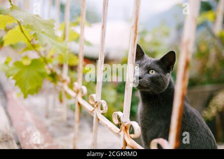 Eine graue Esche Katze sitzt in der Nähe eines Metallzauns mit einem Traubenzweig auf einem verschwommenen Hintergrund. Stockfoto
