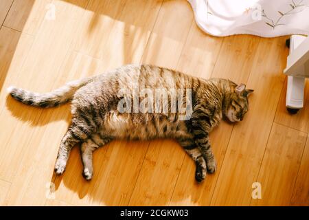 Fette graue flauschige Katze auf dem Holzboden. Stockfoto
