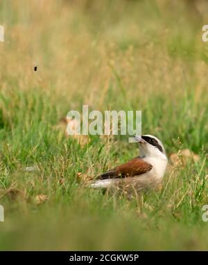 Männliche Rotrückenwürger (Lanius collurio), die Insekten fangen, West Midlands Stockfoto