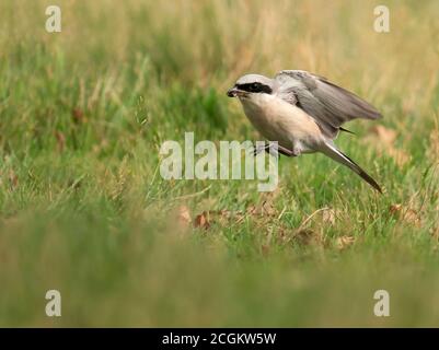 Männliche Rotrückenwürger (Lanius collurio), die Insekten fangen, West Midlands Stockfoto