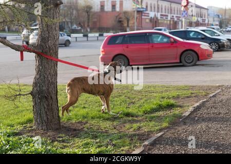 Ein Vollblut-brauner Hund wird vor dem Hintergrund eines roten Autos auf dem städtischen Parkplatz an einen Baum gebunden. Stockfoto