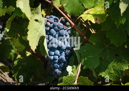 Trauben von reifen roten Trauben Stockfoto
