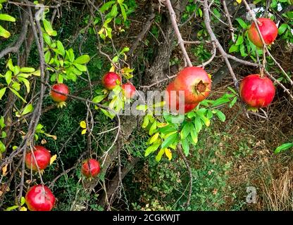 Reife Granatapfelfrüchte auf Zweig im Garten.kategorisiert als Beere, Granatapfelfrucht rot, rund und sieht aus wie ein Apfel mit blütenförmigem Stiel. Stockfoto