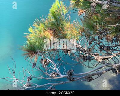 Nadelbäume und ruhiges, blaues Wasser. Üppiger Pinienzweig mit Zapfen über der azurblauen Adria. Sommersonniger Tag an der Küste. Grüne Nadel. Türkisfarbenes Meer Stockfoto