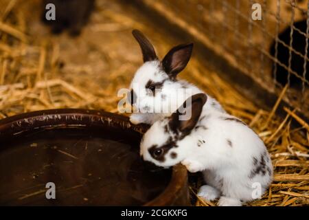 Zwei weiße Kaninchen Trinkwasser aus gebackener Tonscheibe. Selektiver Fokus auf das Kaninchen Stockfoto