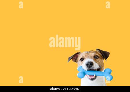 Glücklich Haustier Hund hält im Mund blau Spielzeug Knochen gegen Durchgehende Farbe gelber Hintergrund Stockfoto