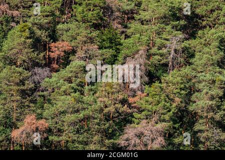 Luftaufnahme eines grünen Waldes mit mehreren braunen erkrankten Bäume in einem deutschen Erholungsgebiet Stockfoto