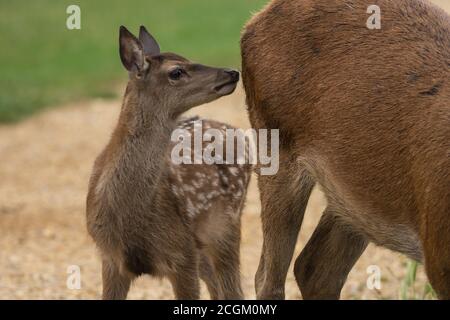 Red Deer Fawn mit ihrer Mutter im Buschy Park London Stockfoto