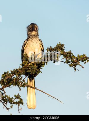 Südlicher Gelbschnabelhornvogel in Südafrika Stockfoto