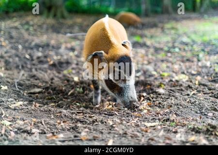Edinburgh, Großbritannien. Di 8. September 2020. Rote Flussschweine (Potamochoerus porcus pictus) im Edinburgh Zoo. Stockfoto
