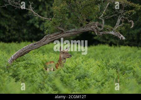 Red Deer Hind Cervus elaphus Bushy Park London Stockfoto