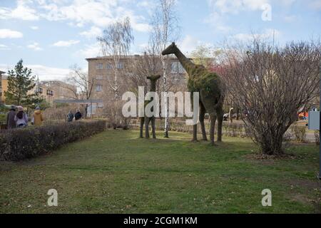 Wachstumszahlen der vertikalen Gartenarbeit "Giraffen" im Spätherbst auf dem Surikov-Platz, auf der Lenin-Straße im Zentrum der Stadt Krasnojarsk. Stockfoto