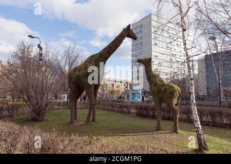 Skulptur der vertikalen Gartenarbeit "Giraffen" im Spätherbst auf dem Surikov-Platz, auf der Lenin-Straße im Zentrum der Stadt Krasnojarsk. Stockfoto