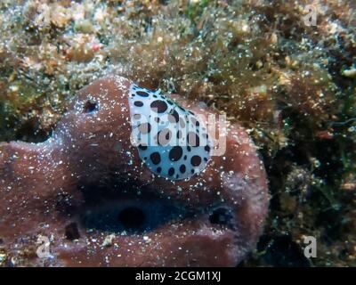 Eine gepunktete Meeresschnecke (Peltodoris atromaculata) Im Mittelmeer auf Malta Stockfoto