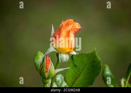 Eine orangefarbene Rose auf einem grünen verschwommenen Hintergrund Stockfoto