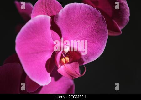 Nahaufnahme einer einzelnen violetten Orchideenblume Stockfoto