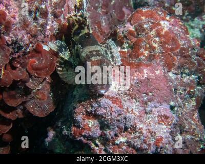 Nahaufnahme eines schwarzen Skorpionfisches (Scorpaena porcus) Im Mittelmeer Stockfoto