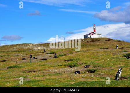 Leuchtturm auf der Insel Magdalena und Kolonie des Magellanischen Pinguins in Chile. Stockfoto