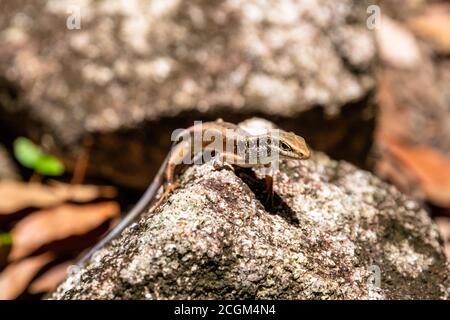 Carlia amax Eidechse in Fitzroy Island, Queensland, Australien Stockfoto