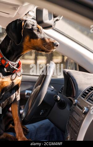 Dobermann Welpe fährt ein Auto. Hund im Auto Stockfoto