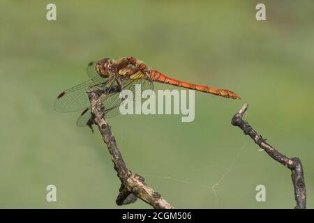 Gemeinsame Darter Sympetrum striolatum Stockfoto