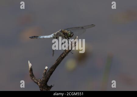 Breite Bodied Chaser Libellula depressa Stockfoto