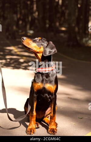 Junger Doberman an einem Sommertag in der Sonne Stockfoto