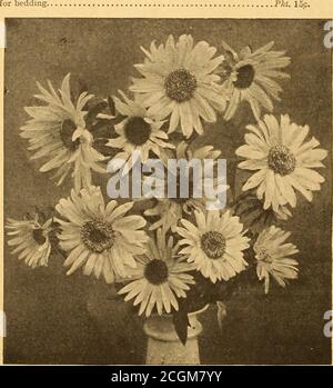 . Alles für den Garten : 1920 . NEUER SINGLE ASTER – GENERAL JOFFRE EINIGE SCHÖNE AMERIKANISCHE ASTER AMERIKANISCHER BEAUTY ASTER. Diese wunderschöne Sorte ist über douot hinaus eine der großartigsten Sorten in der Kultivierung. Es ist vom späten Verzweigungstyp, wächst von 2 bis 2 1 Fuß hoch. Die Blüten sind groß und voll, mit eingekrümmten Blütenblättern von 4 bis 5 inchesi n Durchmesser und werden auf Stielen von 15 bis 20 Zoll lang getragen. Wir bieten folgende Farben an: 1215 Carmine Rose Pkt. 15c. 1217 Lavendel 25c. 1219 Violett 25 c. 1226 Kardinal. Leuchtendes Kardinalrot, prächtiges Bettgerät 15c. 1228 Mikado Rose. Toller Shaggy Flo Stockfoto