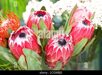 Schönes Bouquet von roten protea Blumen in einem Blumenladen. Stockfoto