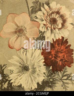 . Alles für den Garten : 1920 . Mohnblütige Anemonen St. ANEMONEN 1092 A. St. Brigid. Diese schönen Irish Poppy-fli»-Sorten produzieren im Überfluss große Einzel-, halb-Doppel- und Doppelblüten 3 bis 5 Zoll breit, in einer endlosen Vielfalt von Farben, von kastanienbraun und hellem Scharlach bis Lest-Pink und von lila bis lila. Einige sind gesprenkelt, gestreift, beringt, etc. Zum Schneiden theyare unübertroffen, und im Garten blühen sie bis nach Frost; Hardy perennienblühende-aus Samen das zweite Jahr und danach Pkt. 10c. ARNEBIA CORNUTA 1192 EINE charmante jährliche, wächst in buschiger Form über Stockfoto