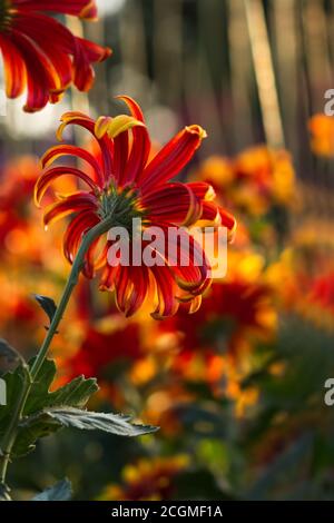 Hintergrund von roten und gelben Chrysanthemen im warmen Abendlicht. Schöne helle Chrysanthemen im Garten. Blumenwiese im weichen Fokus. Aut Stockfoto