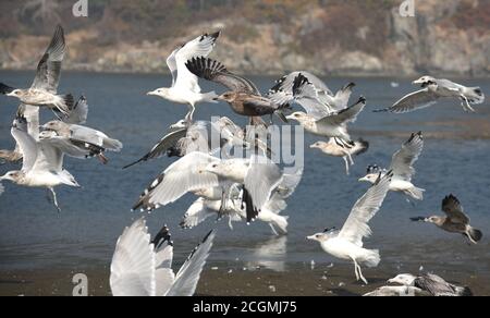 Ein Schwarm Möwen fliegt von einem Streifen Land am Meer auf Esquimalt Lagoon in Colwood, British Columbia, Kanada auf Vancouver Isla Stockfoto