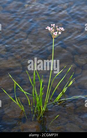 Butomus umbellatus blüht auf der Bank des Dnjepr in Kiew, Ukraine. Stockfoto