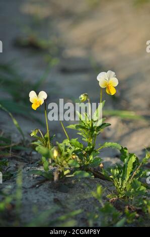 Viola arvensis. Feld Stiefmütterchen blüht im Frühjahr. Flora der Ukraine. Geringe Schärfentiefe, Nahaufnahme. Stockfoto