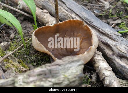 Der Bleichbecher (Disciotis venosa) - essbar Stockfoto