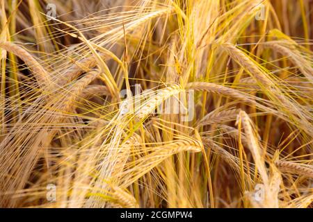 Nahaufnahme einer goldenen Weizenplantage, die vom Sonnenlicht durchflutet ist Stockfoto