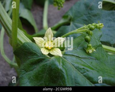 Ivy in Blüte. Gelbe Blume, Knospen auf einer Kletterpflanze. Stockfoto